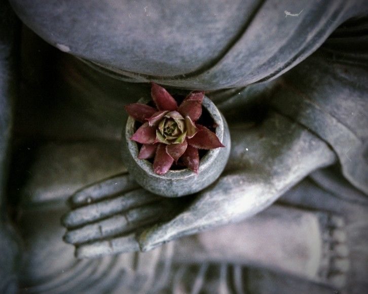 Budha s květinou jako dar